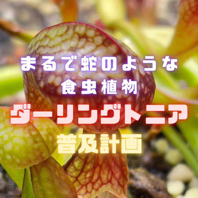 まるで蛇のような食虫植物 ～ダーリングトニア普及計画～｜岩手で